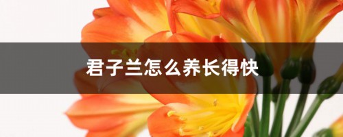 君子兰怎么养长得快