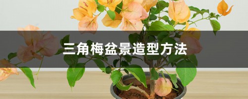 三角梅盆景造型方法，如何修剪